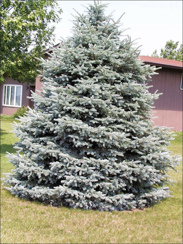 Colorado Blue Spruce - B&J Evergreen